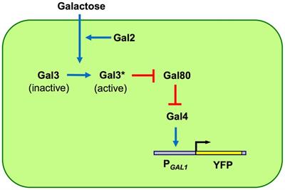 Phenotypic selection during laboratory evolution of yeast populations leads to a genome-wide sustainable chromatin compaction shift